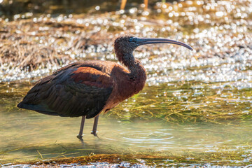 The glossy ibis, latin name Plegadis falcinellus, searching for food in the shallow lagoon.