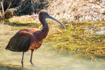 The glossy ibis, latin name Plegadis falcinellus, searching for food in the shallow lagoon.