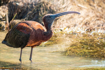 The glossy ibis, latin name Plegadis falcinellus, searching for food in the shallow lagoon.