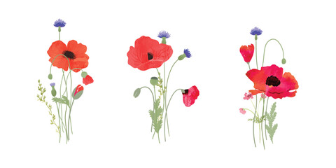 Watercolor arrangements with Poppy flower. Botanical illustration minimal style.