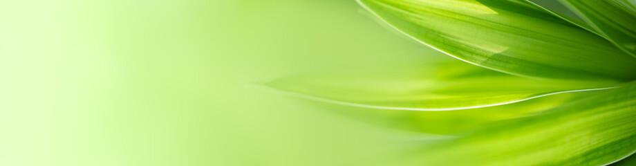 Natural green leaf texture with sun light use for nature background wallpaper cover page 