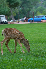 Naklejka na ściany i meble Close up shot of a deer at the park