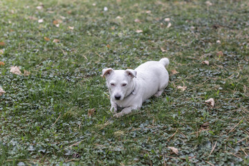 Naklejka na ściany i meble White dog breed Jack Russell Terrier outdoors on the background of nature