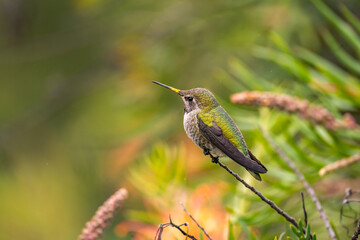 Anna's Hummingbird (Calypte anna) perched on a tree. 