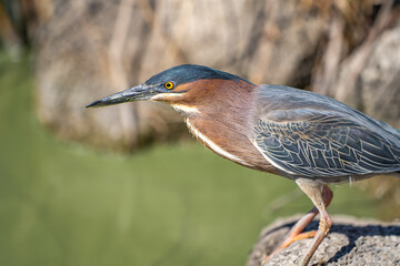 Close-up of Green heron (Butorides striatus). Wildlife photography.