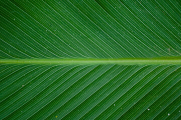 Obraz premium Close-up of Green Leaf Texture with Veins
