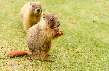 Young yellow-bellied marmot eating a carrot