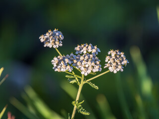 Dainty purple and white flowers of Lobularia maritima Alyssum maritimum, sweet alyssum or sweet alison