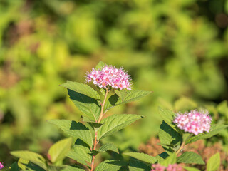 Flowers of Spiraea japonica double play pink, the Japanese meadowsweet, Japanese spiraea or Korean spiraea. It is a plant in the family Rosaceae.
