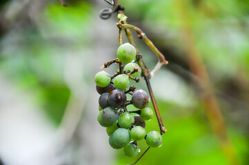 Grapes in the garden