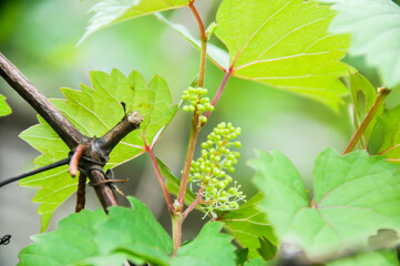 Prospective grapes in the garden