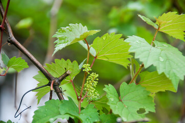 Prospective grapes in the garden