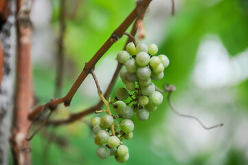 Grapes in the garden