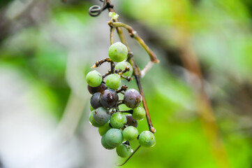 Grapes in the garden