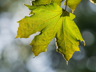 Spring branches of maple tree with fresh green leaves