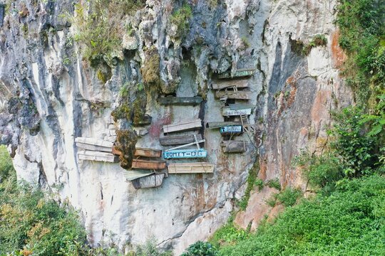 The hanging coffins of Sagada on an imposing white rock wall surrounded by bushes.