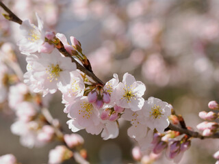 日本の春の桜