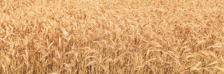 Panorama of wheat field. Ears of golden wheat close up. Grains ready for harvest