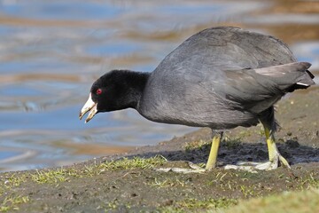 American Coot walking along the shore of a pond. 