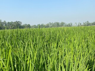 Natural rice field green grass 