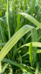 Natural rice field green grass 