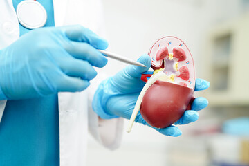 Chronic kidney disease, doctor holding model for treatment urinary system, urology, Estimated...