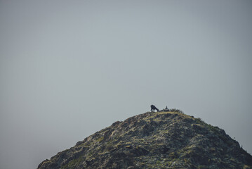 Atmospheric nature landscape with horse high on mountain top under gray clear sky in dusk. Minimalist scenery with horse silhouette on rock under twilight sky. Dark mountains minimalism with horse.