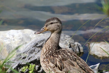 Mallard By The Water, William Hawrelak Park, Edmonton, Alberta