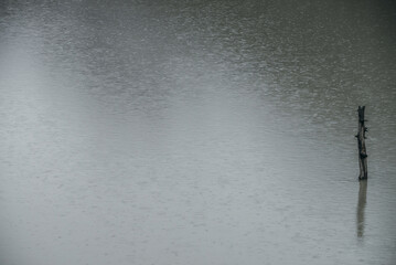 Nature background with tree trunk in lake water surface with ripple and rainy circles. Snag in gray...