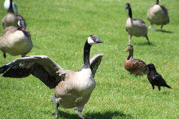 geese in a field, William Hawrelak Park, Edmonton, Alberta