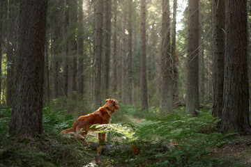 Red dog in the green forest. Hiking with a pet. Nova Scotia Duck Tolling Retriever in nature