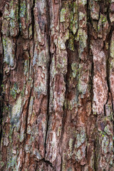Close up photograph of rough brown tree bark on a tree trunk with some damage and green lichen on the surface.