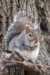 Obraz premium Close up wildlife photograph of a cute furry common gray squirrel sitting in a tree on a branch on its back legs in spring on a sunny day.
