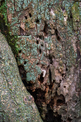Close up photograph of a tree trunk with holes and rot caused by insects with green lichen on the bark.