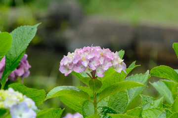 淡い紫色のアジサイの花