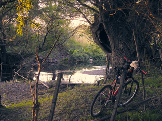 Fototapeta na wymiar mountain bike in the woods