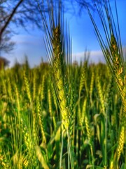 field of wheat