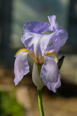 Iris flower blooming plant in garden spring summer time (Iris sibirica)