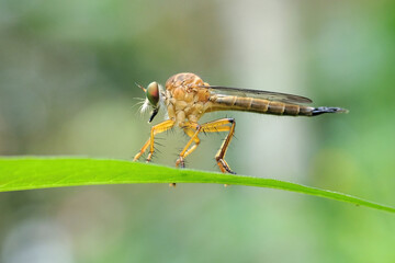 macro of a robberfly