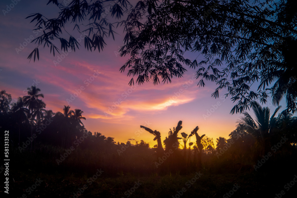 Wall mural Early morning nature landscape with bamboo in silhouette