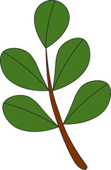 green leaves with branch isolate background