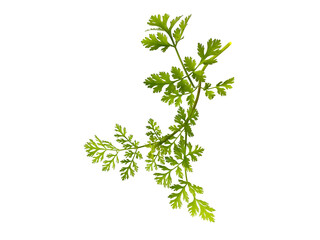 coriander leaves on a white background