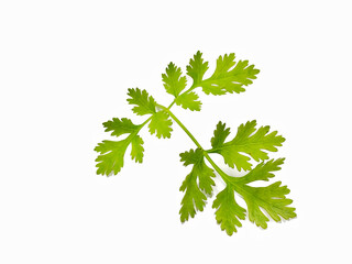 coriander leaves on a white background