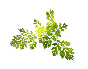 coriander leaves on a white background