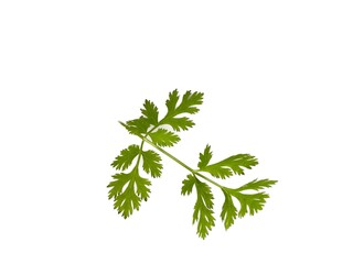 coriander leaves on a white background