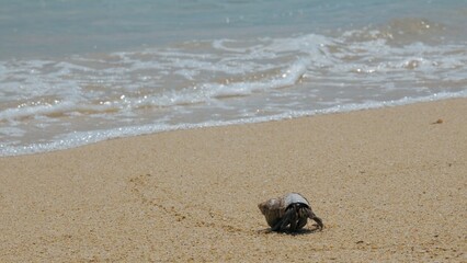 Hermit crab exploring sandy beach with beautiful shell and ocean waves in the background. Cute crustacean enjoying a day at the coast.