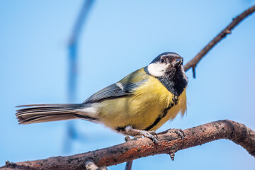 Cute bird Great tit, songbird sitting on the branch with blured background