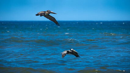 Fototapeta na wymiar Low flying pair of Brown Pelican