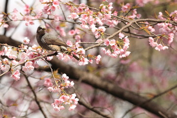 桜とヒヨドリ