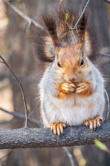 The squirrel with nut sits on a branches in the spring or summer.